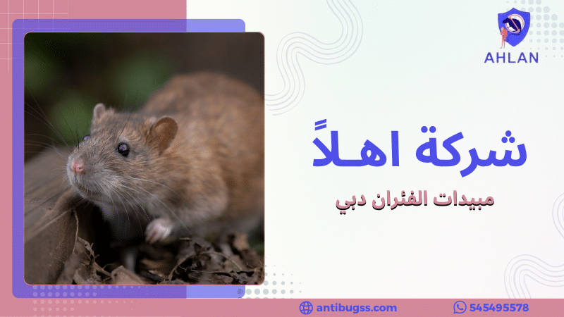 مبيدات الفئران دبي
