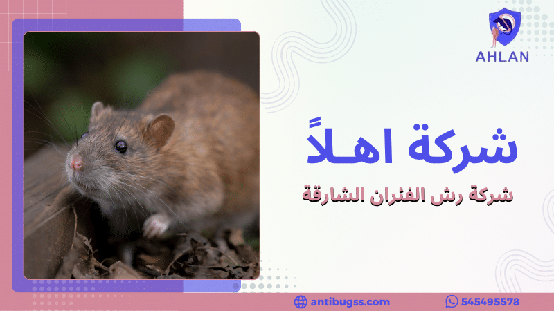 شركة رش الفئران الشارقة