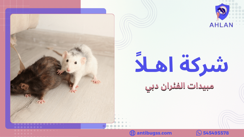 مبيدات الفئران دبي