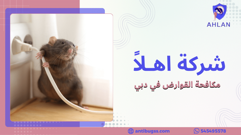 مكافحة القوارض في دبي