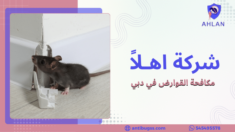 مكافحة القوارض في دبي