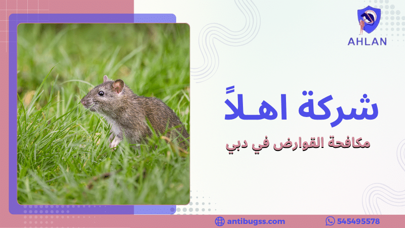 مكافحة القوارض في دبي