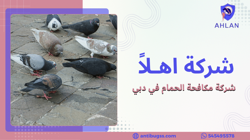 شركة مكافحة الحمام في دبي