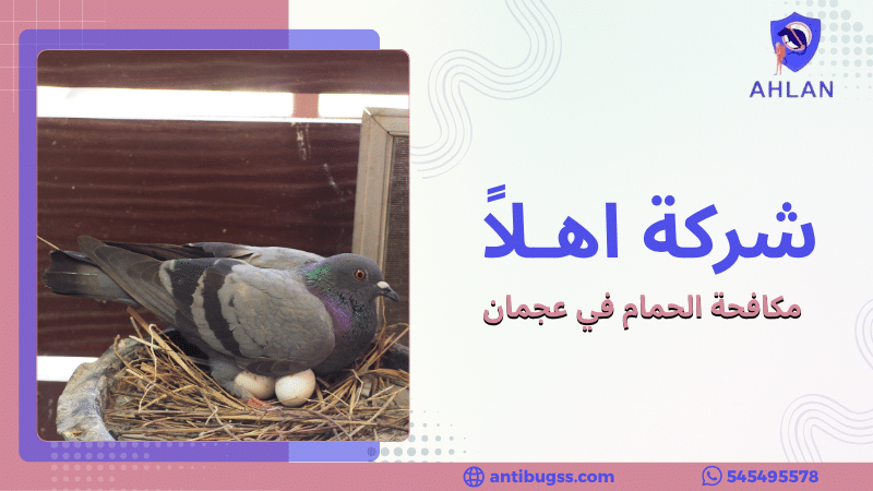 مكافحة الحمام في عجمان