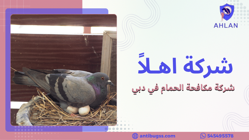 شركة مكافحة الحمام في دبي