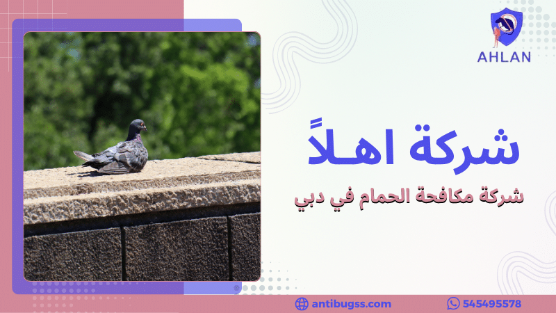 شركة مكافحة الحمام في دبي
