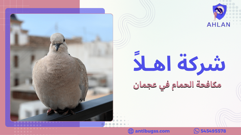 مكافحة الحمام في عجمان