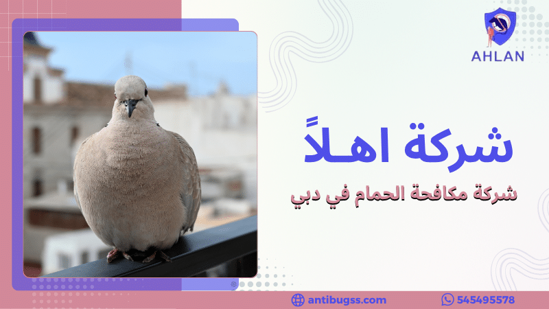 شركة مكافحة الحمام في دبي