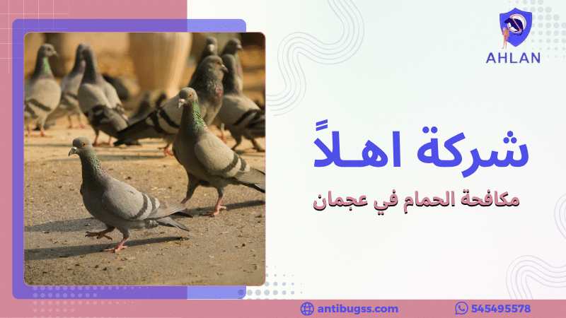 مكافحة الحمام في عجمان