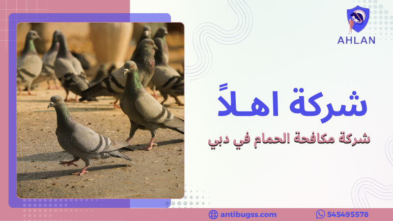 شركة مكافحة الحمام في دبي