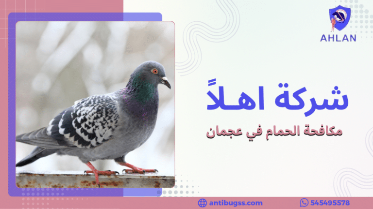 مكافحة الحمام في عجمان