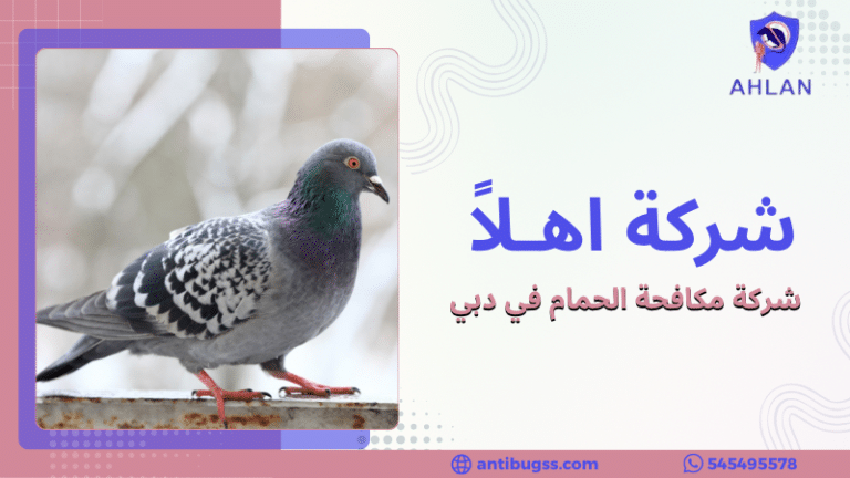 شركة مكافحة الحمام في دبي