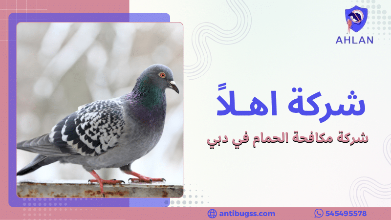 شركة مكافحة الحمام في دبي