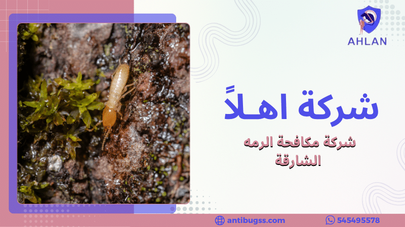 شركة مكافحة الرمه الشارقة