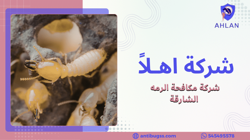 شركة مكافحة الرمه الشارقة