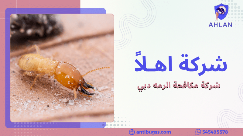 شركة مكافحة الرمه دبي