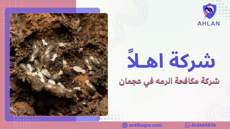 شركة مكافحة الرمه في عجمان