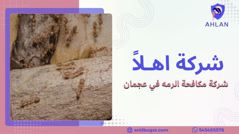 شركة مكافحة الرمه في عجمان