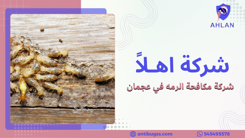 شركة مكافحة الرمه في عجمان