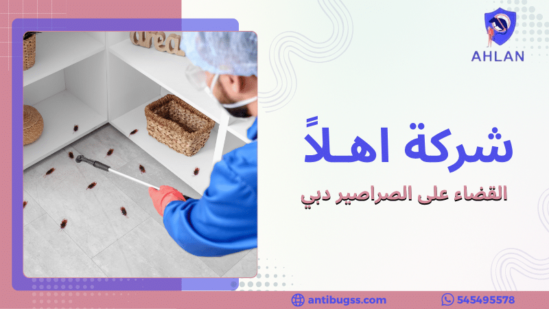 القضاء على الصراصير دبي