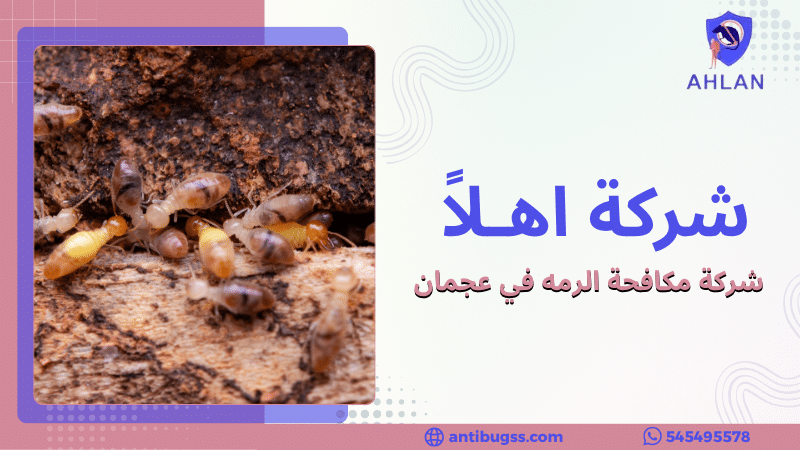 شركة مكافحة الرمه في عجمان