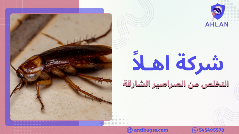 التخلص من الصراصير الشارقة