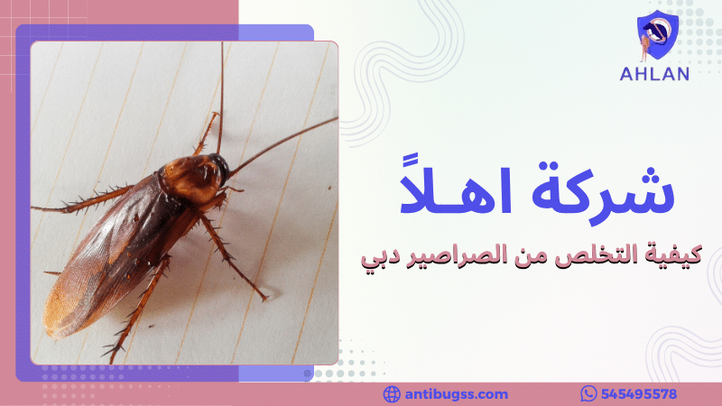 كيفية التخلص من الصراصير دبي