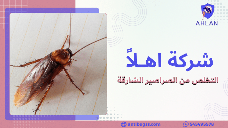 التخلص من الصراصير الشارقة