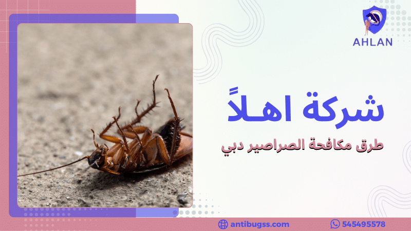 طرق مكافحة الصراصير دبي