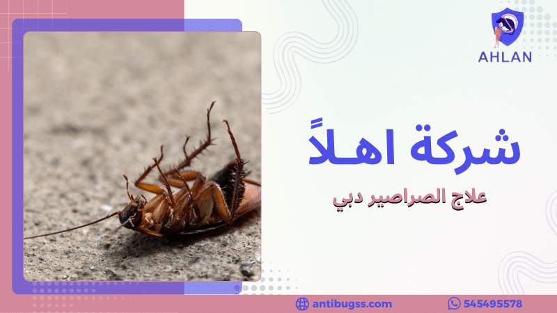 علاج الصراصير دبي