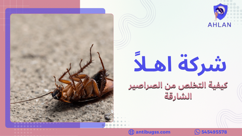 كيفية التخلص من الصراصير الشارقة
