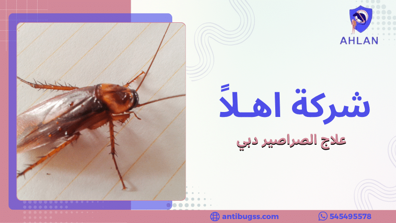 علاج الصراصير دبي