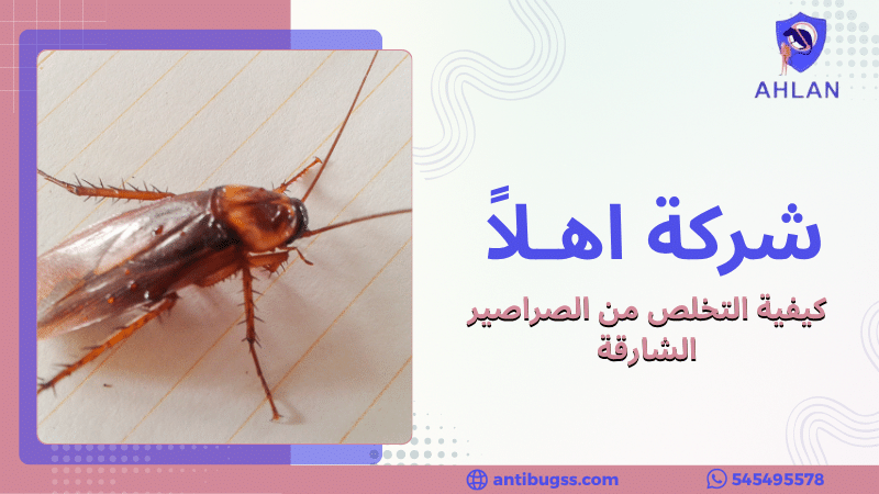 كيفية التخلص من الصراصير الشارقة