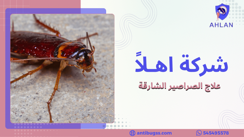 علاج الصراصير الشارقة