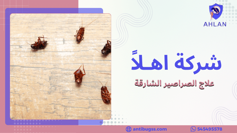 علاج الصراصير الشارقة
