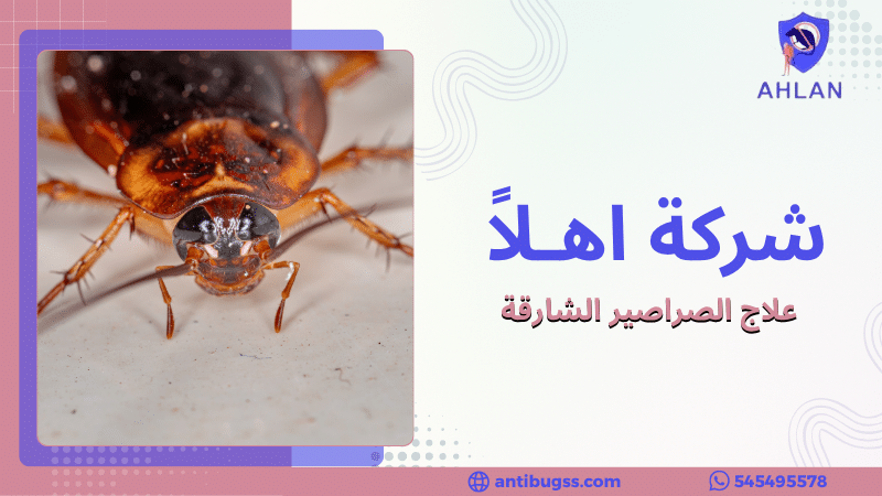 علاج الصراصير الشارقة