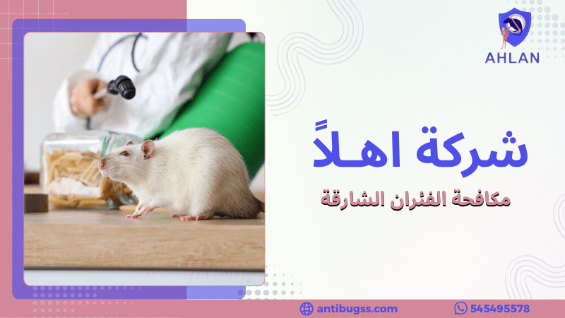 مكافحة الفئران الشارقة