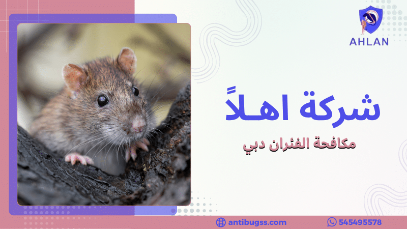مكافحة الفئران دبي