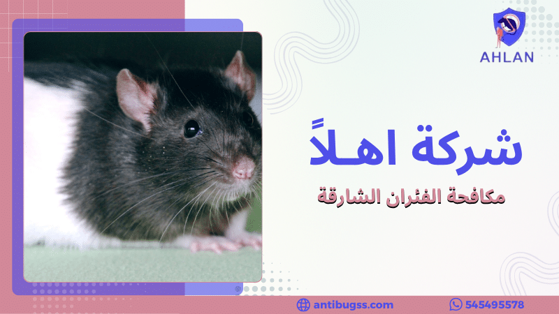مكافحة الفئران الشارقة