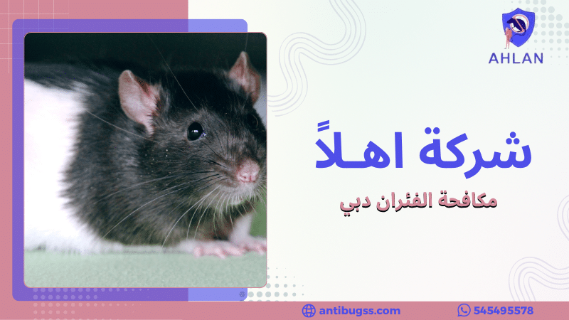 مكافحة الفئران دبي