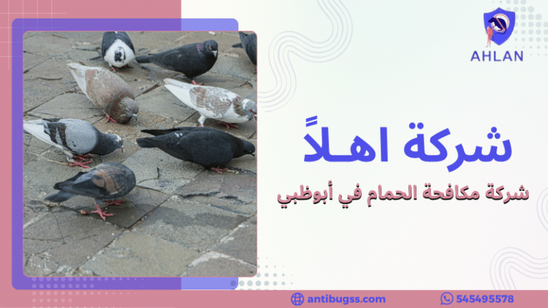 شركة مكافحة الحمام في أبوظبي