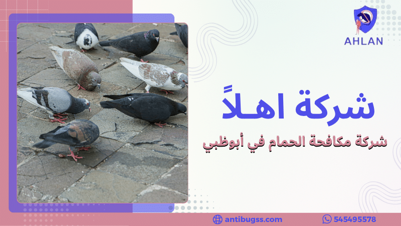 شركة مكافحة الحمام في أبوظبي