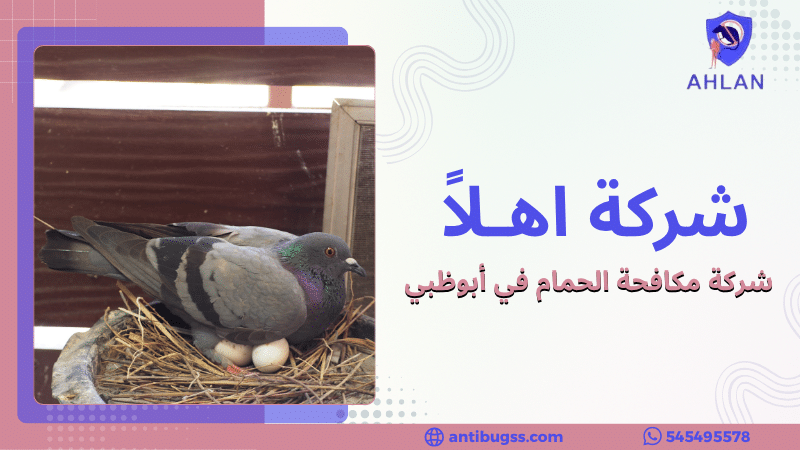 شركة مكافحة الحمام في أبوظبي