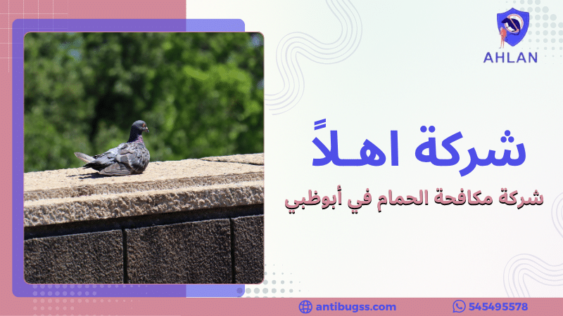 شركة مكافحة الحمام في أبوظبي