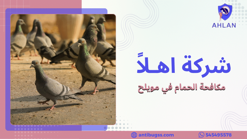 مكافحة الحمام في مويلح