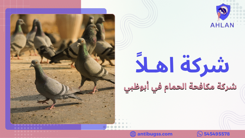 شركة مكافحة الحمام في أبوظبي