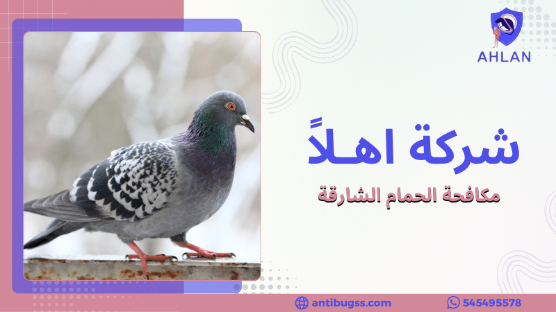 مكافحة الحمام الشارقة