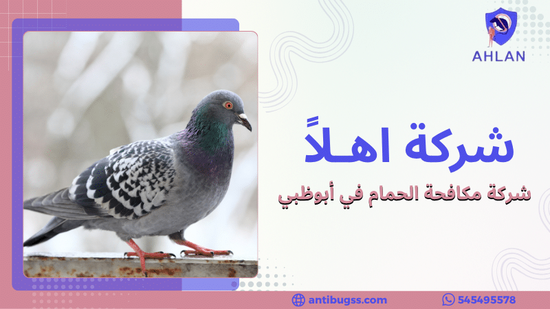 شركة مكافحة الحمام في أبوظبي